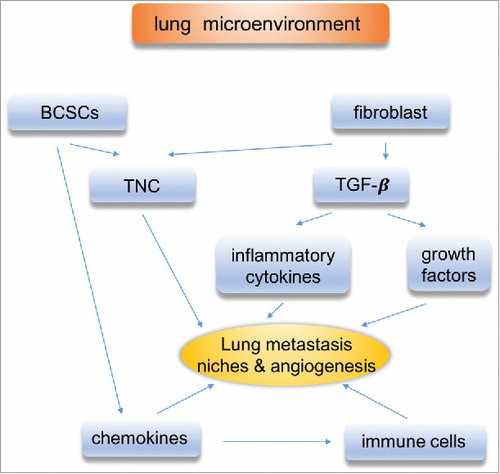 Figure 2. Lung microenvironment. The communication between disseminated cancer cells and resident stromal cells plays a critical role in lung metastasis of breast cancer. Microenvironment components are involved, such as TAMs, CAFs, TGF-β.