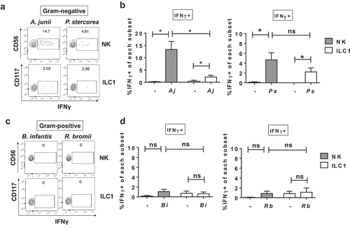 Figure 4. Differential IFNγ induction by Group 1 ILCs in response to a panel of enteric commensal bacteria. (a) Representative flow cytometry demonstrating cytokine staining for IFNγ gated on NK cells or ILC1s after LPMC exposure to Gram-negative A. junii or P. stercorea in vitro. (b) Percentages of IFNγ+ NK cells or ILC1s after LPMC exposure to no bacterial control (-), A. junii (Aj) or P. stercorea (Ps) N = 7. (c) Representative flow cytometry demonstrating cytokine staining for IFNγ gated on NK cells or ILC1s after LPMC exposure to Gram-positive B. infantis or R. bromii in vitro. (d) Percentages of IFNγ+ NK cells or ILC1s after LPMC exposure to no bacterial control or B. infantis (Bi) or R. bromii (Rb). N = 6. Bars are mean + S.E.M. Statistical analysis performed was one-way ANOVA comparing the mean of each column. *p < .05, n.s. = not significant.