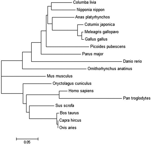 Figure 2. Phylogenetic tree draw with Neighbor-Joining method based on pigeon and the known FABP2 protein. The tree was obtained by boot strap analysis with the neighbor-joining method; number on the branches represent bootstrap values for 1000 replications.