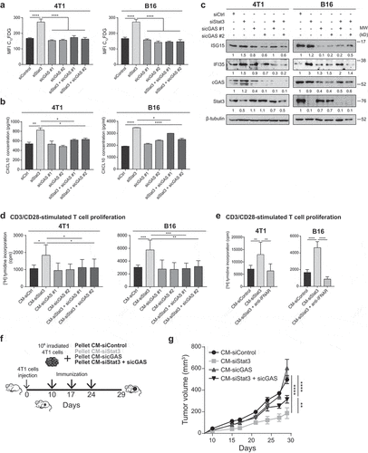 Figure 6. Senescence and type I IFN-related protein production induced by Stat3 silencing is dependent on cGAS