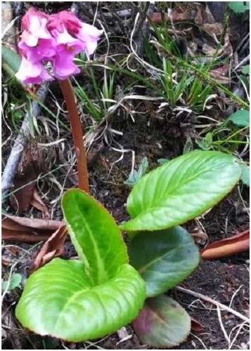 Figure 1. The photo of an individual of B. purpurascens was taken by Li Ao from Aba Tibetan and Qiang Autonomous Prefecture in Sichuan Province, China, including young leaves and flowers, the core feature of the species including its thick, large, and leathery of obovate leaves, cymose paniculate inflorescences, and broadly ovate purplish-red petals.