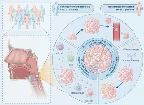 Figure 6. Schematic diagram of the association between intratumor microbiota and oncological outcomes of HPSCC. Microbiota may affect oncological outcomes by enhancing tumour progression and metastasis, educating local immunity response and influencing anti-tumour therapy.