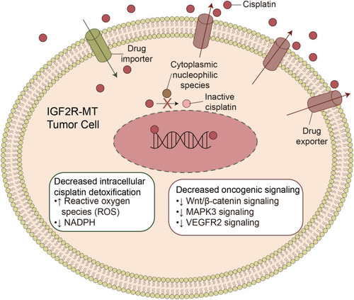 Figure 6 Potential mechanism of IGF2R-WT mediating cisplatin resistance in LUSC.