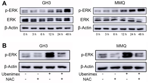 Figure 6 Ubenimex influences the expression of p-ERK in GH3 and MMQ cells through ROS generation.