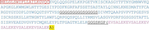 Figure 1. Sequence of the scFv-coil1 construct.Amino acid sequence of the scFv-coil1v5 construct. In the box, the amino acids correspond to the signal peptide which will be trimmed before secretion of the scFv. Underlined, the linkers between the different scFv motifs and in brackets, the five-times repeated heptad carboxy-terminal E-peptide motif ending with the extra alanine.