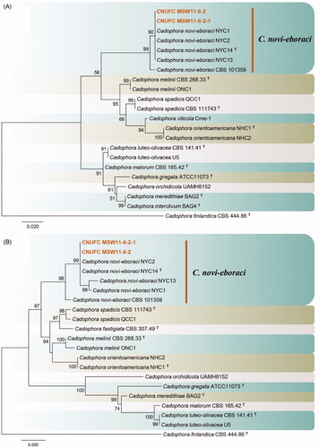 Figure 2. Phylogenetic tree of Cadophora novi-eboraci CNUFC MSW11-6-2 and CNUFC MSW11-6-2-1, and related species, based on maximum likelihood analyses of internal transcribed spacer (A) and beta-tubulin (B) sequences. The sequence of Cadophora finlandica was used as an outgroup. Bootstrap support values of ≥50% are indicated at the nodes. Ex-type strains are indicated by T.
