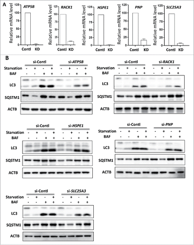 Figure 5. The involvement of newly synthesized proteins in starvation-induced autophagy. (A) HeLa cells were transiently transfected with a nonspecific siRNA or the ATP5B-, RACK1-, HSPE1-, PNP- or SLC25A3- targeted siRNA and treated for 2 h starvation alone or in combination with BAF (25 nM). Total RNA was isolated from HeLa cells and the mRNA levels of the above genes were quantified by real-time PCR. GAPDH was used as the internal control. (B) HeLa cells as described in (A) were subjected to immunoblotting of LC3 and SQSTM1 using cell lysates. ACTB served as the loading control.
