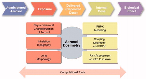 Figure 4. Specific aspects that need to be considered in a PBPK model of an inhaled aerosol to perform a toxicological assessment include physicochemical characterization of the aerosol (particle size distribution, gas/liquid/solid phase partitioning), assessment of the inhalation topography (the temporal flow rate distribution during lung ventilation), subject or population-specific assessment of the lung morphology (volume, dimensions and airway structure), PBPK modeling (using a compartmental model structure with relevant parameters), coupling of dosimetry and PBPK models, and assessing the risks involved in translating information from in vitro to in vivo and rodent to human models.