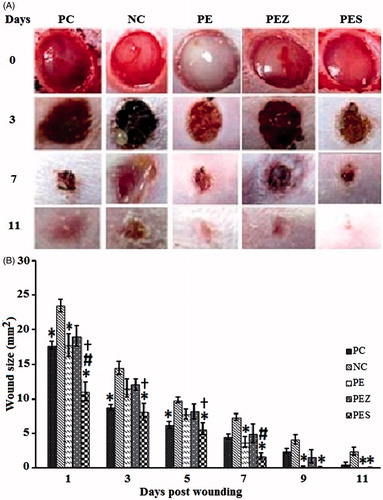 Figure 1. (A) Representative photographs of full-thickness excision wounds at different time intervals following treatment with 5 mg/mL papaya PBS extract (PE) with or without trace elements. (B) Wounds were more rapidly healed in PE + 0.5 µg Se2+ (PES) treated group than the positive control (PC), negative control (NC), PE + 100 µM Zn2+ (PEZ). Bars indicate mean ± SEM (n = 10). *, #, and † indicate significantly (p < 0.05) reduced wound size as compared with NC, PC, and PE respectively.