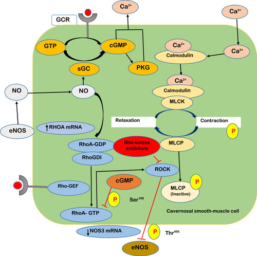 Figure 2 RhoA/Rho-kinase signaling pathway for Ca2+ sensitization in cavernosal smooth-muscle cells.