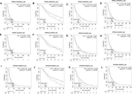 Figure 5. Associations between PTTG gene family levels and post progression survival outcomes in gastric cancer patients. (A-D) PTTG1 levels and post progression survival outcomes for gastric cancer as well as the 1-, 3- and 5-year survival outcomes. (E-H) PTTG2 levels and post-progression survival outcomes in gastric cancer as well as 1-, 3- and 5-year survival outcomes. (I-L) PTTG3P levels and post progression survival outcomes in gastric cancer as well as the 1-, 3- and 5-year survival outcomes. (Shorter PPS  patients with high expressions of PTTG1/PTTG2/PTTG3P while longer PPS  patients with low expressions).