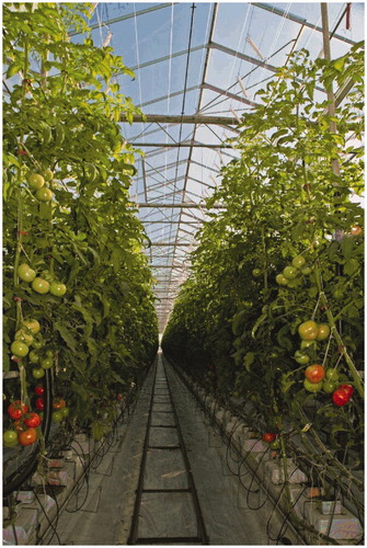 Figure 6. A controlled-environment farm in Victoria showing tomato crop.