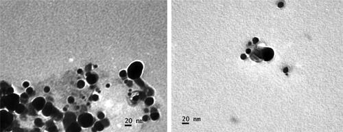 Figure 6. TEM micrograph of the silver nanoparticlesthe scale bar corresponds to 20 nm.