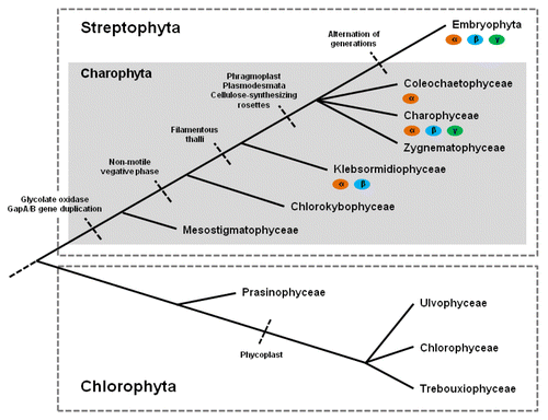 Figure 1. Schematic overview of the phylogeny of green algae and evolutionary innovations (modified from).Citation16,Citation20 Potential genes encoding Gα, Gβ and Gγ subunits of the heterotrimeric G protein complex based on EST data analysis are labeled with orange, blue or green and selected morphological or molecular characters are shown. G-protein genes can be found in the monophyletic branch of Streptophyta such as in several charophytes (Klebsormidiophyceae, Coleochaetophyceae and Charophyceae) and embryophytes, but not in chlorophytes.