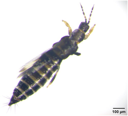 Figure 1. The female of Megalurothrips usitatus. Photographed by Xingming Lin.
