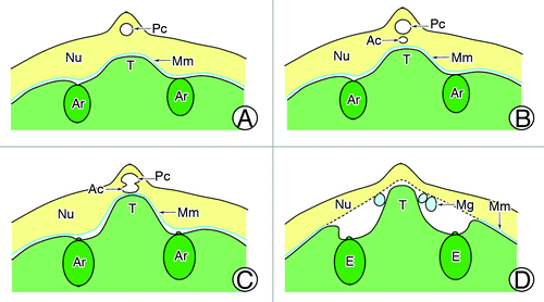 Figure 5. Tentpole development. (A) Initiation of tentpole between archegonia. (B) Mature tentpole. (C) Tentpole is assumed to stimulate megaspore membrane. (D) Tentpole supporting apex of the nucellus. Ar, archegonium; Ac, archegonial chamber; E, egg cell; Mg, male gametophyte; Mm, megaspore membrane; Nu, nucellus; Pc, pollen chamber; T, tentpole.