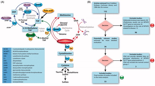 Figure 1. (A) Schematic overview of the involvement of 5,10-methylenetetrahydrofolate reductase (MTHFR) in folate and homocystein metabolism, nucleotide synthesis and (re)methylation events. (B) Flow chart for study recruitment into the meta-analysis of the MTHFR C677T gene polymorphism and diabetic nephropathy relationship.