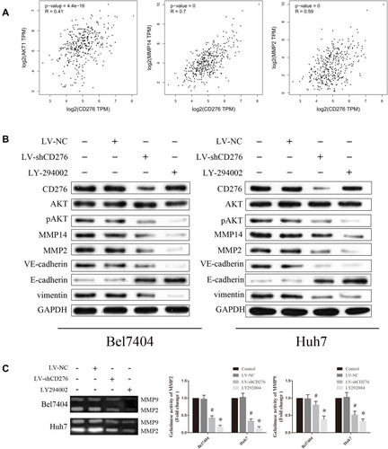 Figure 4 CD276 promoted vasculogenic mimicry formation via the PI3K/AKT/MMPs pathway and EMT induction in HCC. (A) Correlations between CD276 and key molecules of the PI3K/AKT/MMPs pathway were analyzed using the GEPIA database. (B) Bel7404 (left) and Huh7 (right) cells were pretreated with LV-NC or LV-shCD276 or LY294002 (20 µM) and protein levels of CD276, AKT, p-AKT, MMP14, MMP2, VE-cadherin, E-cadherin and vimentin were then detected by Western blotting. (C) Activation of MMP2 and MMP9 was evaluated by gelatin zymography and their activities were both down-regulated in the RNA interference group, as compared with the negative control (*p< 0.05; #p< 0.05).