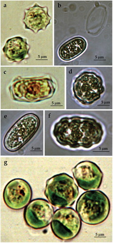 Figure 2. LM microphotographs of strain ACUS 00010 from culture material in 2007–2009 (a, c, g) and in May 2018 (b, d, e, f).Note: Scale bar is indicated on each microphotograph.