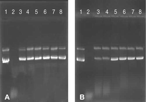 FIG. 6 Serum nuclease protection assays for MS10 (A) and MS11 (B) lipoplexes. Lane 1: undigested pBR322 DNA (1 μ g); Lane 2: unprotected plasmid DNA (1 μ g) digested by serum nucleases; Lanes 2–8: varying amounts of cationic liposomes (0, 2, 3, 4, 5, 6, and 7 μ g) with plasmid DNA (1 μ g) and serum (10%, v/v).