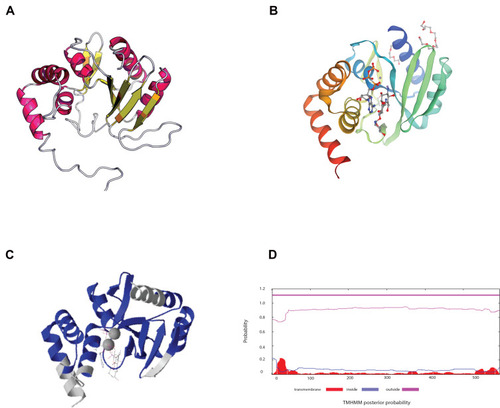 Figure 2 Predictive analysis of genes with unknown function. (A) Structure prediction of a hypothetical protein based on the amino acid sequence. (B) Structure of a homologous protein from the SWISS-MODEL database (SEQ ID NO: 5uvd.1.A). (C) Comparison of the proteins shown in panels (A and B) proteins. Blue, identical amino acids in both proteins; gray, different amino acids. (D) Possible cellular distribution of the hypothetical protein.