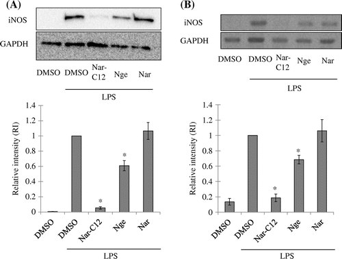 Fig. 4. Effect of Nar-C12 on iNOS protein and mRNA expression in RAW264.7 cells.