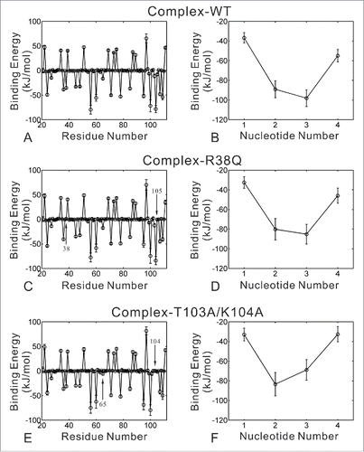 Figure 6. Binding energy decomposition of complex-WT (A-B), complex-R38Q (C-D) and complex-T103A/K104A (E-F) systems. Energetic contributions of residues in RRM domain are shown in the left figures (A), (C) and (E). Energetic contributions of nucleotides in RNA are shown in the right figures (B), (D) and (F). Energies are given as kilojoules per mole. Error bars represent the standard deviations of the energies.