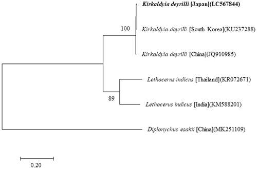 Figure 1. The molecular phylogenetic tree (maximum likelihood analysis) of the Belostomatidae based on the nucleotide sequences of the 13 protein-coding genes of the mitochondrial genome. Sequences from Diplonychus esakii (MK251109) was used as an outgroup. These sequences were separated by codon positions, and for each partition, the optimal models of sequence evolution were used in the MEGA X, based on the corrected Akaike information criterion. The numbers at the nodes indicate the bootstrap support inferred from 1000 bootstrap replicates. Alphanumeric terms indicate the DNA Database of Japan accession numbers..