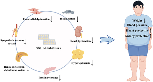 Figure 1 The mechanisms of SGLT-2 inhibitors for the treatment of obesity-associated hypertension. Taking sympathetic nervous system, renin-angiotensin-aldosterone system, insulin resistance, hyperleptinemia, renal insufficiency, inflammatory response and endothelial function as the main aspects, can improve the body weight and blood pressure of patients with obesity-related hypertension, and better protect the heart and kidney function.
