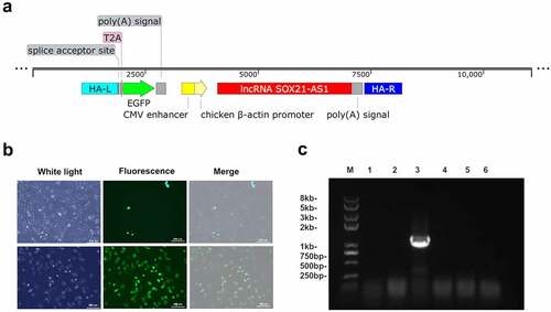 Figure 4. The lncRNA SOX21-AS1 was successfully knocked into 143B cells.