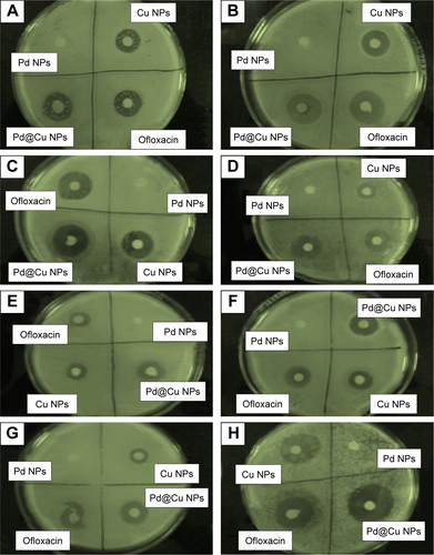 Figure S2 Comparative antibacterial properties of copper, palladium and their bimetallic palladium@copper nanoparticles: (A, B) Gram+ve; (C–H) Gram−ve bacteria.