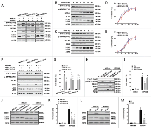 Figure 6. MIR506 induces autophagy-related cell death through the STAT3 signaling pathway. (A) MDA-PATC53, MDA-PATC124, and MDA-PATC148 cells were transfected with MIRctrl or MIR506 for 72 h. Whole-cell extracts were subjected to immunoblotting with anti-STAT3, anti-p-STAT3, anti-BECN1, -BCL2, and -LC3 antibodies. (B-C) MDA-PATC53, MDA-PATC124, and MDA-PATC148 cells were treated with the indicated concentrations of the STAT3 inhibitor Stattic for the indicated times. (D-E) Cell death was quantified by trypan blue exclusion assay. (F) MDA-PATC53, MDA-PATC124, and MDA-PATC148 cells were transfected with control siRNA (siR-ctrl) or 1 of 2 siRNAs against STAT3 (siR-STAT3–1 or siR-STAT3–2). Whole-cell extracts were subjected to immunoblotting with anti-STAT3, anti-p-STAT3, anti-BECN1, -BCL2, and -LC3 antibodies. (G) Cell death was quantified by trypan blue exclusion assay. (H-I) MDA-PATC53 cells overexpressing wild-type or Y705-mutated STAT3 were transfected with MIRctrl or MIR506 and analyzed by immunoblotting and trypan blue exclusion assay as described above. (J-K) MDA-PATC53 cells were transfected with control shRNA (shR-ctrl) or 1 of 2 shRNAs against BECN1 (siR-BECN1–1 or siR-BECN1–2) and analyzed by immunoblotting and trypan blue exclusion assay as described above. (L-M) MDA-PATC53 cells overexpressing BCL2 were transfected with MIRctrl or MIR506 and analyzed by immunoblotting and trypan blue exclusion assay as described above. Data represent the mean ± SD of at least of 3 independent experiments. NS, not significant; *P < 0.05; **P < 0.01.