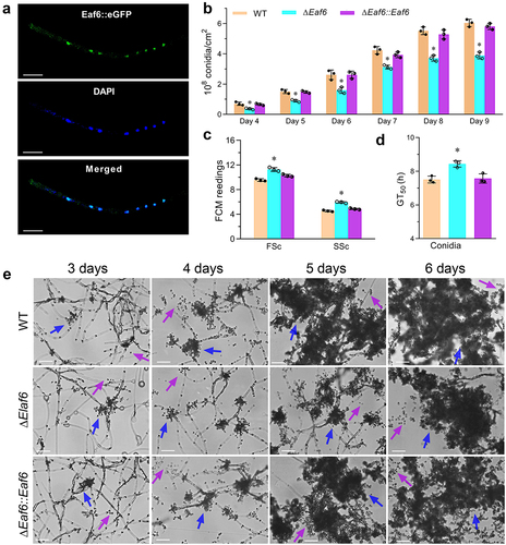 Figure 1. Subcellular localization of BbEaf6 and its role on conidiation and conidial properties in B. bassiana.