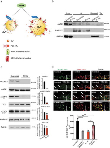 Figure 3. AMPK signaling is downregulated in RC-kd. (a) Schematic representation of the pathway presumably linking AMPK with MCOLN1 activity. (b) Western blot analysis of whole-cell extracts (first 2 lanes) as well as extracts obtained from AMPK immunoprecipitation, using a pan-antibody against PRKAA1 and PRKAA2. Lanes 3–4 show two independent experiments of AMPK immunoprecipitate in control cells, and lanes 5–6 show 2 independent experiments of AMPK immunoprecipitate in RC-kd cells. Lanes 7–8 show the unbound eluate, and lane 9 is the negative control. The proteins detected include AMPK and PIKFYVE, which is readily detected in the AMPK immunoprecipitate. GAPDH is detected in the input samples and in the unbound eluate, but not in the AMPK immunoprecipitate, demonstrating specificity of the interaction between AMPK-PIKFYVE. (c) Decreased phosphorylation of AMPK targets in RC-kd. Western blot analysis of whole-cell extracts for UQCRC1, AMPK, p-AMPK (T172), TSC2. p-TSC2 (S1387) and PIKFYVE in RC-kd and scrambled control HeLa cells, using GAPDH as loading control. The bands for UQCRC1, p-AMPK and p-TSC2 are decreased in RC-kds, while there is no change in PIKFYVE protein amount, as shown in the plots on the right side. Column plot shows average±s.d. of 3 independent experiments, with duplicates in each experiment. T-test p-value *p < 0.05 (d) Decreased PtdIns(3,5)P2 levels in the lysosomes of RC-kd cells, returned to control levels by reactivation of AMPK. Representative equatorial plane confocal images of HeLa cells (scrambled with vehicle control DMSO; scrambled with PIKFYVE inhibitor YM201636 1 μM 4 h; RC-kds with vehicle control DMSO; RC-kd treated with AMPK activator A769662 100 μM 4 h), cotransfected with ML1N*2-GFP and LAMP1-RFP. The localization of the ML1N*2-GFP probe to the lysosome is related to the lysosomal PtdIns(3,5)P2 content. Scale bar: 2 μm. The plot presents the quantification of PtdIns(3,5)P2 fluorescence on microscopy images of HeLa, scrambled and RC-kd, cotransfected with ML1N*2-GFP and LAMP1-RFP. Control cells were also treated with the PIKFYVE inhibitor YM201636 1 μM 4 h, and RC-kd were treated with AMPK activator A769662 100 μM 4 h (or DMSO as vehicle control). The plot shows the average±s.e.m ML1N*2-GFP intensity on the spots marked with LAMP1-RFP, across 45 cells for each condition, obtained from 3 independent experiments. ANOVA p-value **p < 0.005; ***p < 0.001; n.s., non-significant.