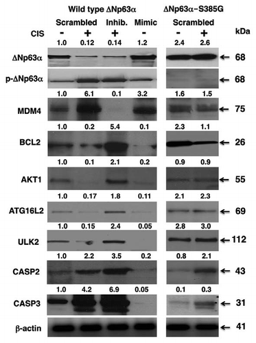 Figure 4 Cisplatin induced the p-ΔNp63α mediated modulation of target protein levels through miR-885-3p. SCC-wt-ΔNp63α cells (left parts) and SCC-ΔNp63α-S385G cells (right parts) were transfected for 24 h with the scrambled RNA and an inhibitor or mimic for miR-885-3p. Resulting cells were further incubated with control medium or 10 µg/ml cisplatin for an additional 16 h, as indicated. Protein expression was tested in total lysates using the indicated antibodies, while loading was monitored by anti-β-actin antibody.