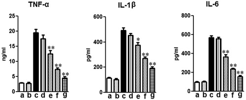 Figure 3. Effects of mogroside V on production of inflammatory cytokines TNF-α, IL-1β, IL-6 and IL-8 in the BALF of LPS-induced ALI mice. Mice were given an oral administration of mogroside V 1 h prior to an i.n. administration of LPS. BALF was collected at 12 h following LPS challenge to analyze the inflammatory cytokines TNF-α, IL-1β, IL-6 and IL-8. The values presented are the means ± SEM (n = 5 in each group) of three independent in vivo experiments. *p < 0.05, **p < 0.01 versus LPS group.