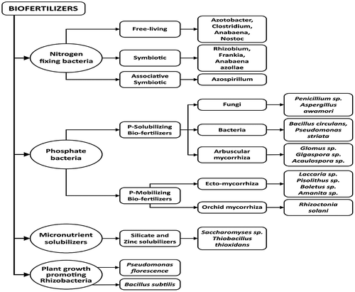 Figure 3. Types of biofertilisers based on functional attributes.