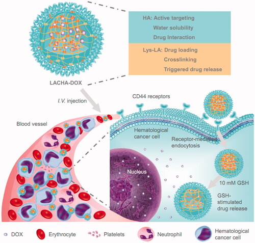 Figure 1. Illustration of DOX-encapsulated LACHA for the treatment of CD44 overexpressed hematologic malignancy. (i) LACHA-DOX can actively target to and be efficiently taken up by hematological tumor cells via a CD44-mediated endocytosis mechanism; and (ii) LACHA-DOX is automatically de-crosslinked inside the tumor cell, leading to fast intracellular drug release to the cytoplasm.