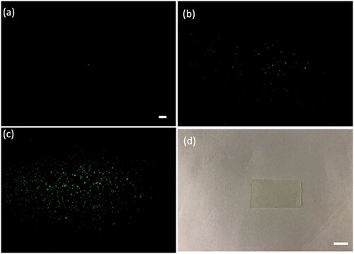 Figure 5. Fluorescence images of PDMS membranes infused with (a) a single fluorescein-coated CsWO3 NP and fluorescin-coated NPs of (b) 0.1 mg/mL and (c) 0.3 mg/mL in concentration, and (d) a brightfield image of the membrane are presented. Scale bars in (a), which is applicable for all fluorescence images, and (d) are 100 µm and 1 cm, respectively.