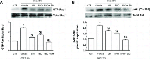 Figure 6.  Effects of roflumilast N-oxide (RNO) and simvastatin (SIM) on active, GTP-bound Rac1 and Akt phosphorylation enhanced by cigarette smoke extract (CSE). WD-HBEC were pre-incubated with RNO (2 nM), SIM (100 nM) or their combination for 30 minutes and then exposed to CSE (2.5%) over (A) 15 minutes or (B) 30 minutes. Cells were lysed and proteins detected using a GTP-Rac1 detection kit and pAkt antibody as detailed in Methods. A representative Western blot as well as results from densitometric evaluations are illustrated. Means ± SEM of n = 3–4 independent experiments per condition. One-way ANOVA followed by post hoc Bonferroni tests. *p < 0.05 related to vehicle controls; #p < 0.05 related to CSE. *# p < 0.05 related to RNO or SIM alone. CTR: control.