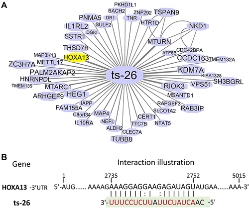 Figure 8 (A) Interaction networks that involved ts-26 and their target genes based on tRFtarget database. Nodes represent target genes and lines represent the interaction relationships. (B) Putative binding sites of ts-26 within the 3′ untranslated regions of HOXA13 based on bioinformatics prediction.