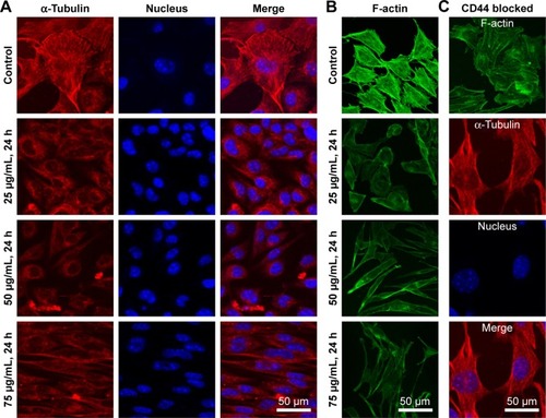 Figure 2 Organization of the cytoskeleton in B16-F10 cells.Notes: (A, B) α-Tubulin and F-actin in cells treated without DTIC and in cells treated with 25, 50, and 75 μg/mL DTIC for 24 hours. (C) α-Tubulin and F-actin in cells pretreated with CD44 antibodies and then treated with 50 μg/mL DTIC for 24 hours.Abbreviation: DTIC, dacarbazine.