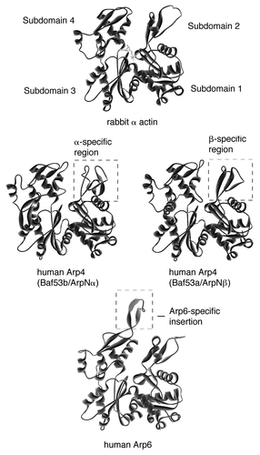 Figure 1 The deduced three-dimensional structure of actin-related proteins. The three-dimensional structures of isoforms of human Arp4 (Baf53b/ArpNα and Baf53a/ArpNβ) and human Arp6 were deduced with the program SWISS-Model,Citation121,Citation122 visualized with the program WebLab Viewer, and compared with that of rabbit skeletal muscle actin. The α- and β-specific regions and an Arp6-specific insertion are shown.