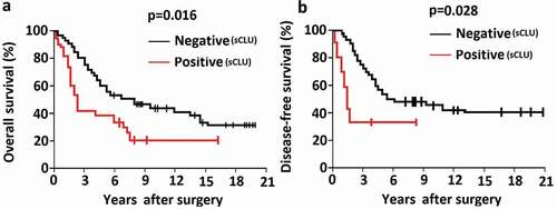 Figure 2. Association between sCLU protein expression and clinical outcome in OS patients. A, B, Kaplan–Meier curves depicting overall survival (a) and disease-free survival (b) rates in OS patients positive and negative for sCLU expression.