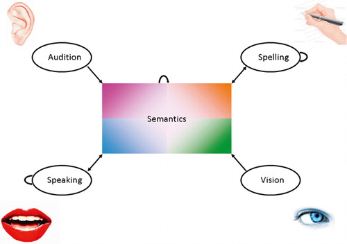 Figure 3. A version of the previous model of visual and auditory word recognition and production containing one large set of hidden units. Learning in the network occurs under a topographic bias that favours short connections. This allows graded modality specificity to emerge in the network, such that units close to a particular input or output participate more in tasks involving them, while units close to the centre are increasingly amodal.