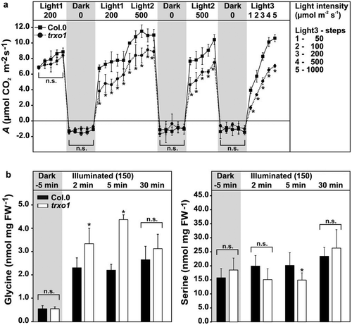 Figure 1. Light acclimation of photosynthesis and absolute glycine and serine contents in leaves of the wild type and the trxo1 mutant. Depicted are (a) net CO2 uptake (A) and dark respiration (Rd) rates of wild-type and trxo1 plants grown in normal air (390 ppm CO2) to growth stage 5.1Citation38 with a 12/12 h day/night cycle (20/18°C) and a light intensity of 150 µmol m−Citation2 s−Citation1. Fully expanded leaves were incubated into the measuring chamber of a Licor-6400. Then, A and Rd were determined for at least 15 min in each condition during alternating light/dark cycles as indicated. Absolute glycine and serine contents (b) were determined by liquid chromatography coupled to tandem mass spectrometry (LC-MS/MS) as described previously.Citation31 Plants were grown under the same conditions as indicated above and leaf-material harvested in the end of the dark phase (5 min prior onset of illumination) and 2, 5, and 30 min after light was switched on (150 µmol m−Citation2 s−Citation1). Shown are mean values ± SD from three independent biological replicates. Asterisks indicate significant alterations of the trxo1 mutant compared to the wild type according to Student’s t test (*p < .05, n.s. – not significant).