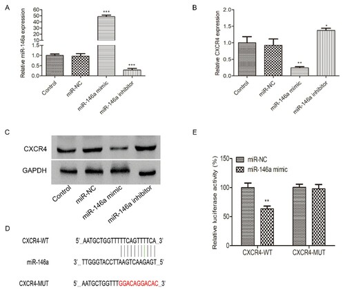 Figure 4. The interaction between miR-146a and CXCR4 in HL-60 cells. mi-NC, miR-146a mimic or miR-146a inhibitor was transfected into HL-60 cells to achieve miR-146a overexpression or inhibition. The transfection efficiency was measured by qRT-PCR (A). The expression of CXCR4 mRNA (B) and protein (C) were evaluated in HL-60 cells transfected with mi-NC, miR-146a mimic or miR-146a inhibitor at 48h by qRT-PCR and Western Blot assays. Control: non-transfected group. (D) The potential binding sites of CXCR4 and miR-146a. (E) Luciferase activity was measured by luciferase reporter assay 48h after HL-60 cells were transfected with CXCR4-WT or CXCR4-MUT and miR-146a mimic or mi-NC. *P < 0.05, **P < 0.01, *** P < 0.001.