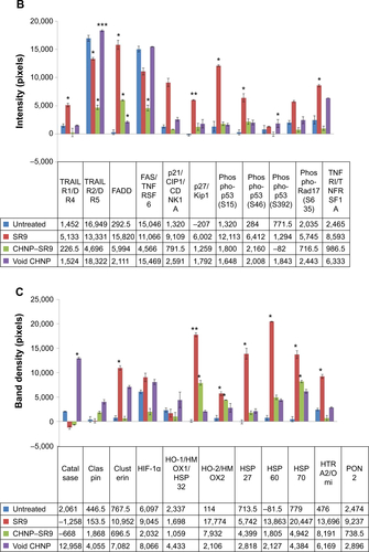 Figure S14 Apoptotic array for 35 key molecules involved in the pathway of apoptosis.Notes: (A) Apoptotic array membranes showing the band intensity of various target proteins. The apoptotic array results from untreated, SR9, CHNP–SR9, and void CHNP-treated Caco-2 cells. The above figure shows the apoptotic array membranes with the SR9, CHNP–SR9, and void CHNP treatments and expression of various molecules involved in the apoptotic pathway. (B) Apoptotic array analysis showing protein expressions of key proteins involved in the extrinsic apoptotic pathway. The apoptotic array results were analyzed for molecules involved in the extrinsic apoptotic pathway. Results were presented as mean ± SE values, and the representative graph was presented. (C) Apoptotic array analysis showing protein expression of key proteins involved in the apoptosis pathway. These molecules are involved in both extrinsic as well as intrinsic apoptotic pathways. Results were presented as mean ± SE values and the representative graph was presented. *P<0.05, **P≤0.01, and ***P≤0.001.Abbreviations: CHNP, chitosan nanoparticles; SR9, cell-permeable dominant negative survivin SurR9-C84A; SE, standard error; HSP, heat shock protein; Smac, second mitochondria-derived activator of caspases.