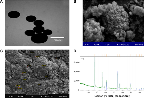 Figure S1 Characterization of TiO2 NPs.Note: SEM (A), TEM image (B and C), and XRD pattern (D) of TiO2 NPs.Abbreviations: SEM, scanning electron microscopy; TEM, transmission electron microscopy; TiO2 NPs, titanium dioxide nanoparticles; XRD, X-ray diffraction.