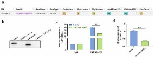 Figure 4. LINC01833 binds with HNRNPA2B1 in NSCLC cells. (a) The binding relationship between LINC01833 and the RBPs was examined by Starbase; (b) RNA pull down was used to verify binding of LINC01833 and HNRNPA2B1; (c) RIP assay was used to detect the expression of LINC01833 that is enriched in anti-HNRNPA2B1-formed precipitates; (d) qRT-PCR was used to detect the expression of HNRNPA2B1 affected by LINC01833. Data were expressed as a mean ± SD. There are 3 technical repeats. **, P < 0.01.